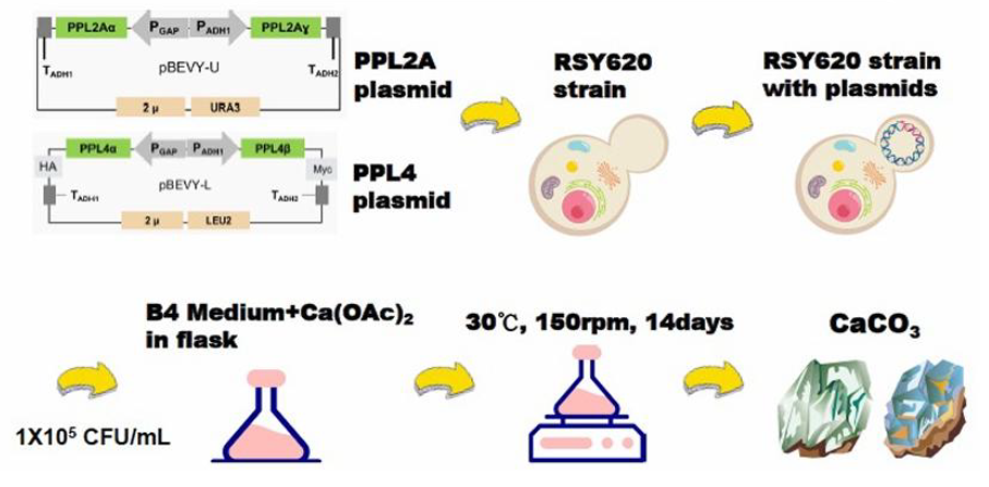 Functional Pearl-like Multilayer Nanomaterials