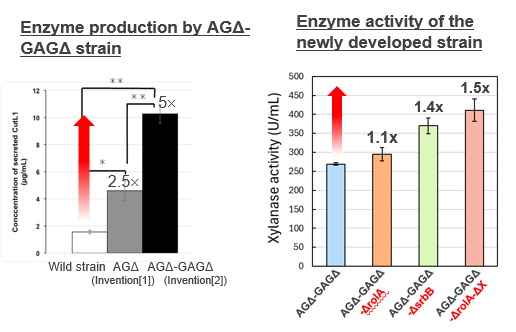 Highly Dispersible Filamentous Fungi with Reduced Hypoxia and Viscosity in Culture