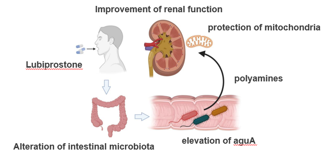 Lubiprostone, a constipation drug, has a kidney protective effect